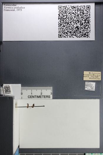 Media type: image; Entomology 528832